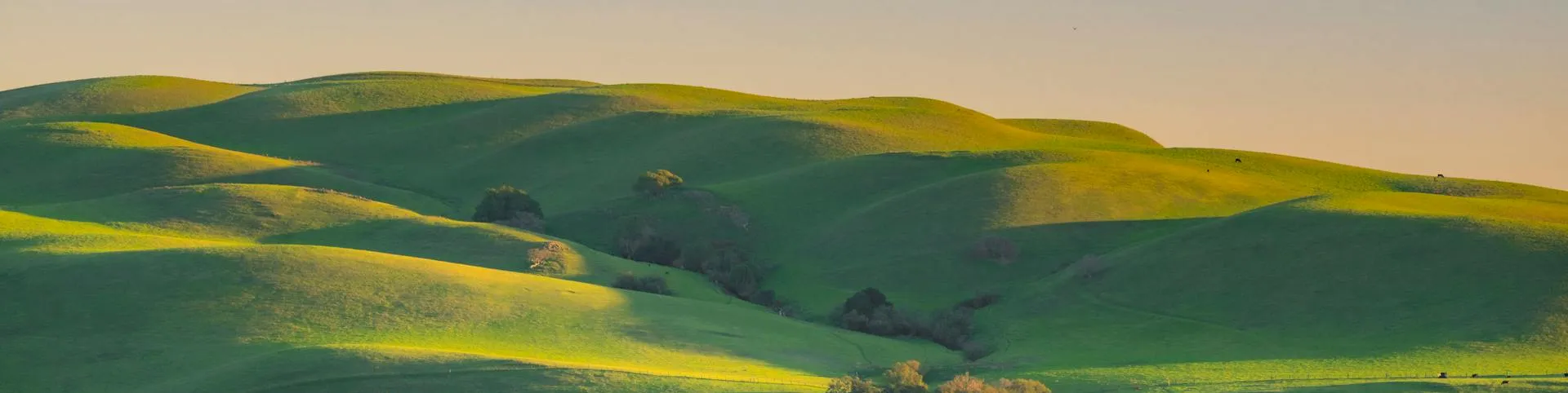 Rolling green hills at golden hour