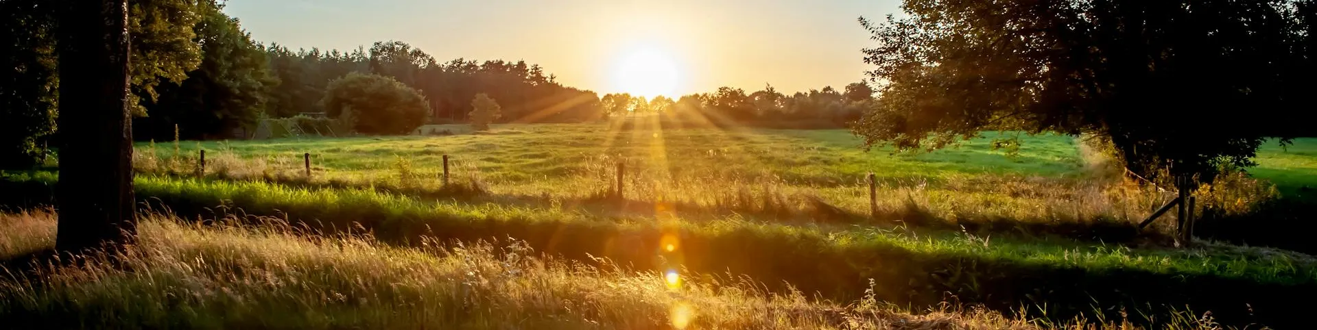 Sunny green field at golden hour