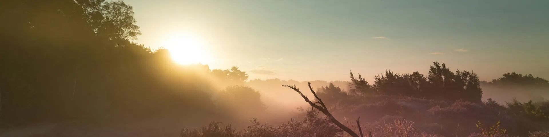 Warm sunrise over a wildflower meadow